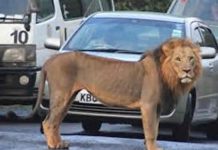 Alertă în Târgovişte. Un leu se plimbă liber prin oraș. Ro-Alert: „Rămâneți în locuințe”